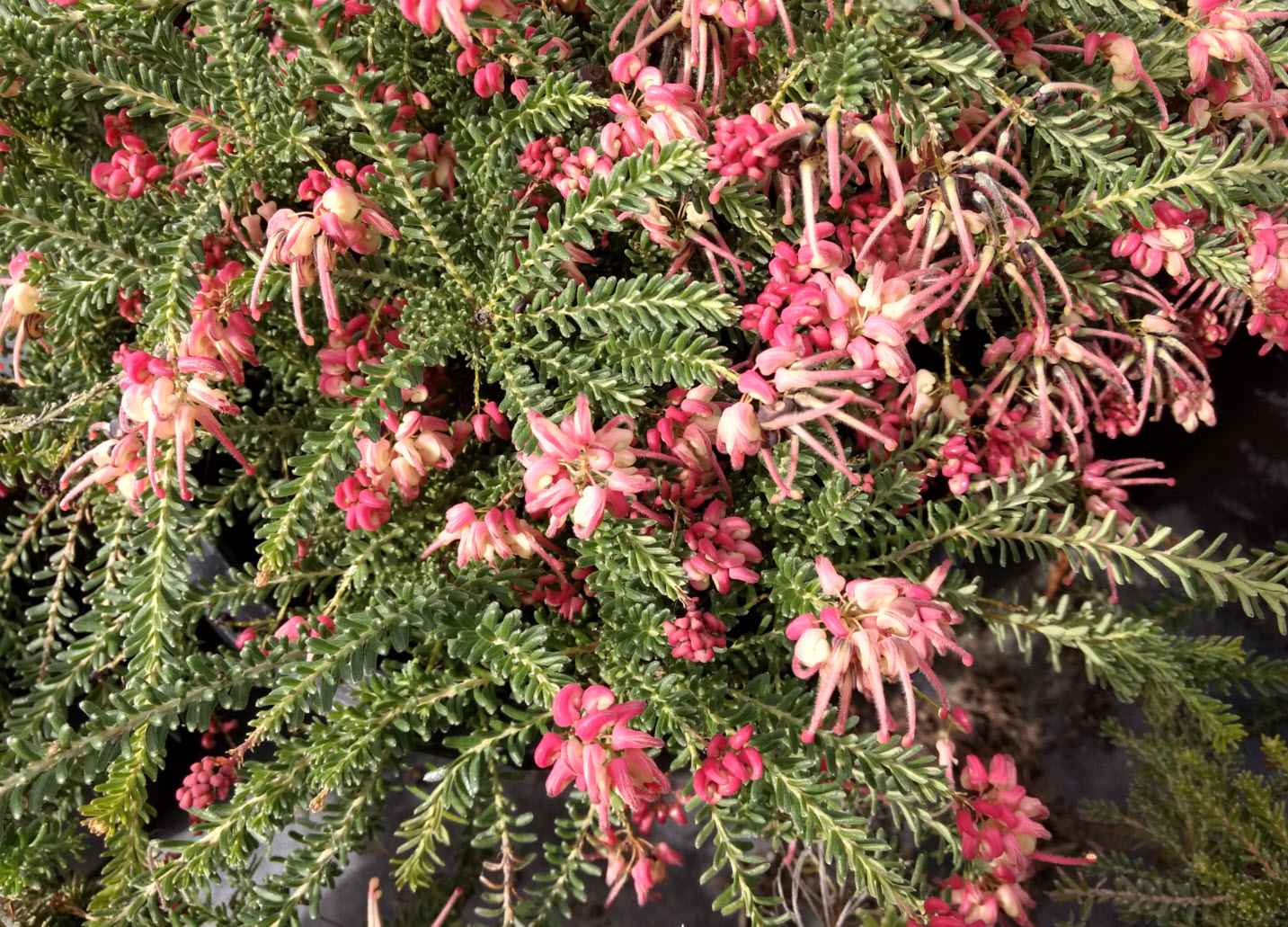 Grevillea lanigera 'Coastal Gem'