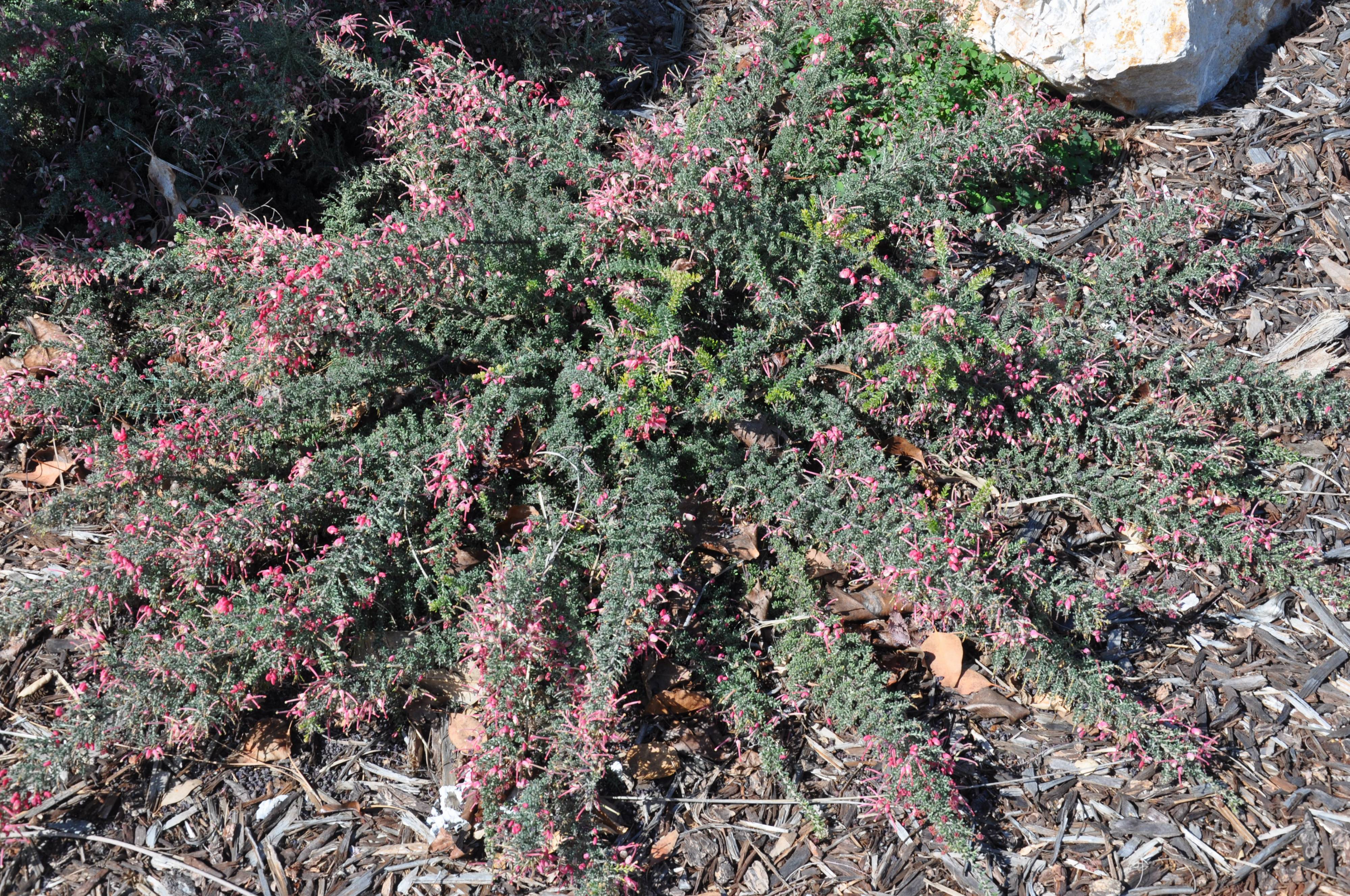 Grevillea lanigera 'Coastal Gem'