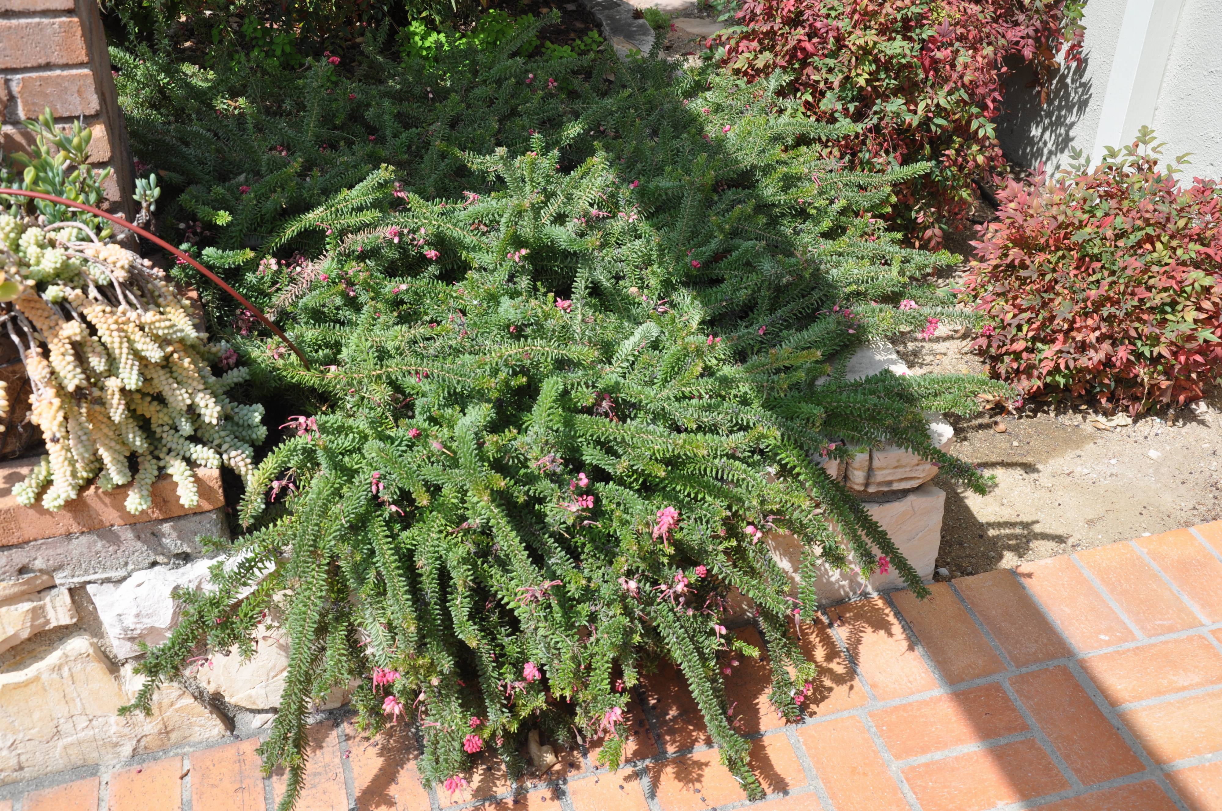 Grevillea lanigera 'Coastal Gem'