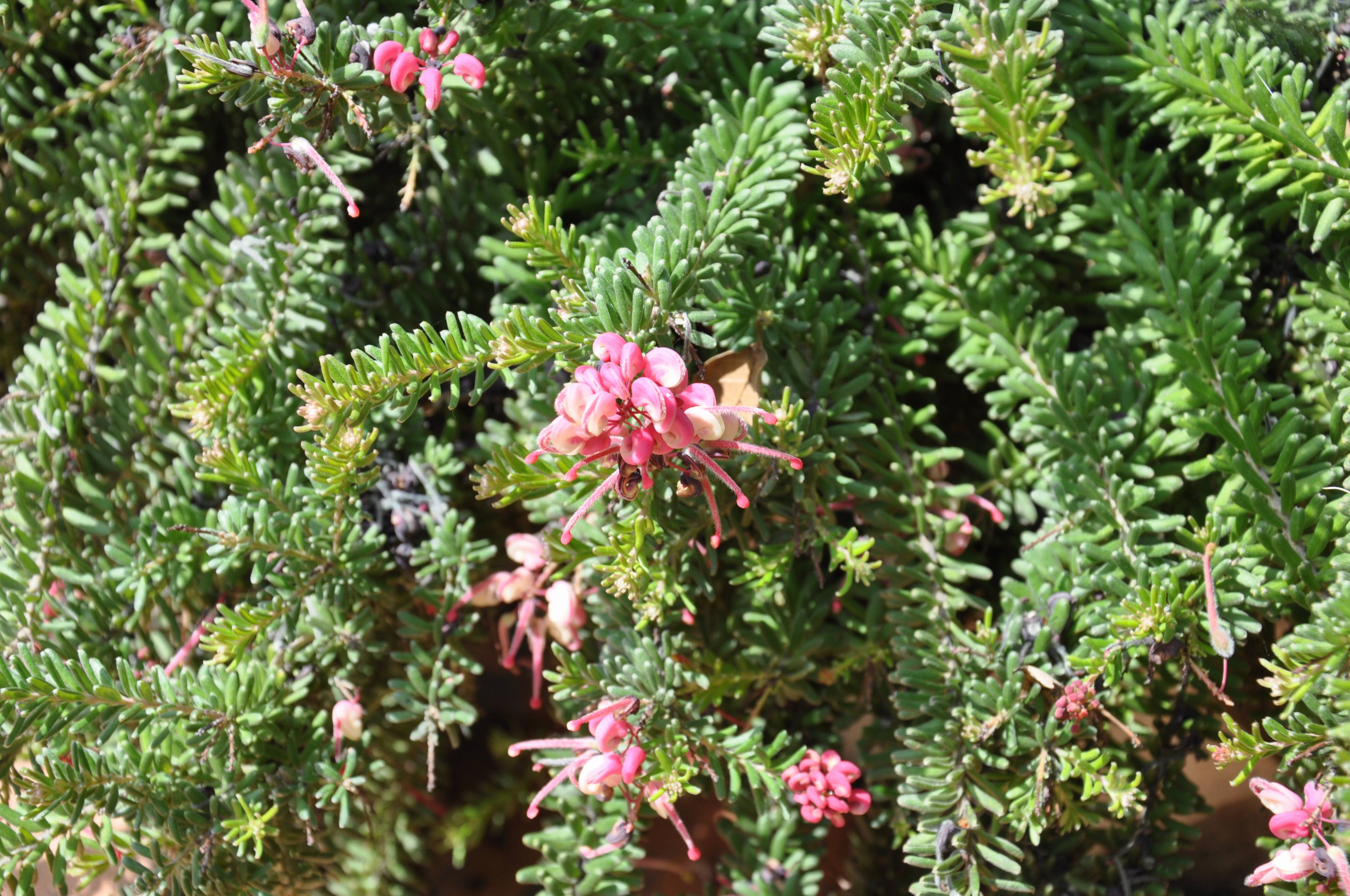 Grevillea lanigera 'Coastal Gem'