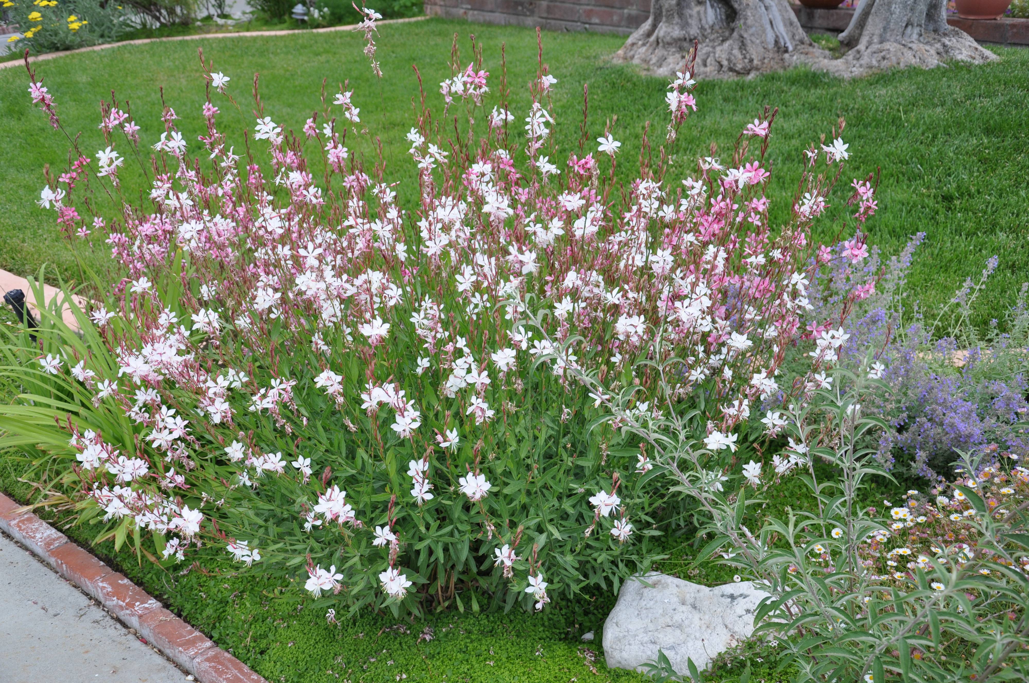 Gaura lindheimeri