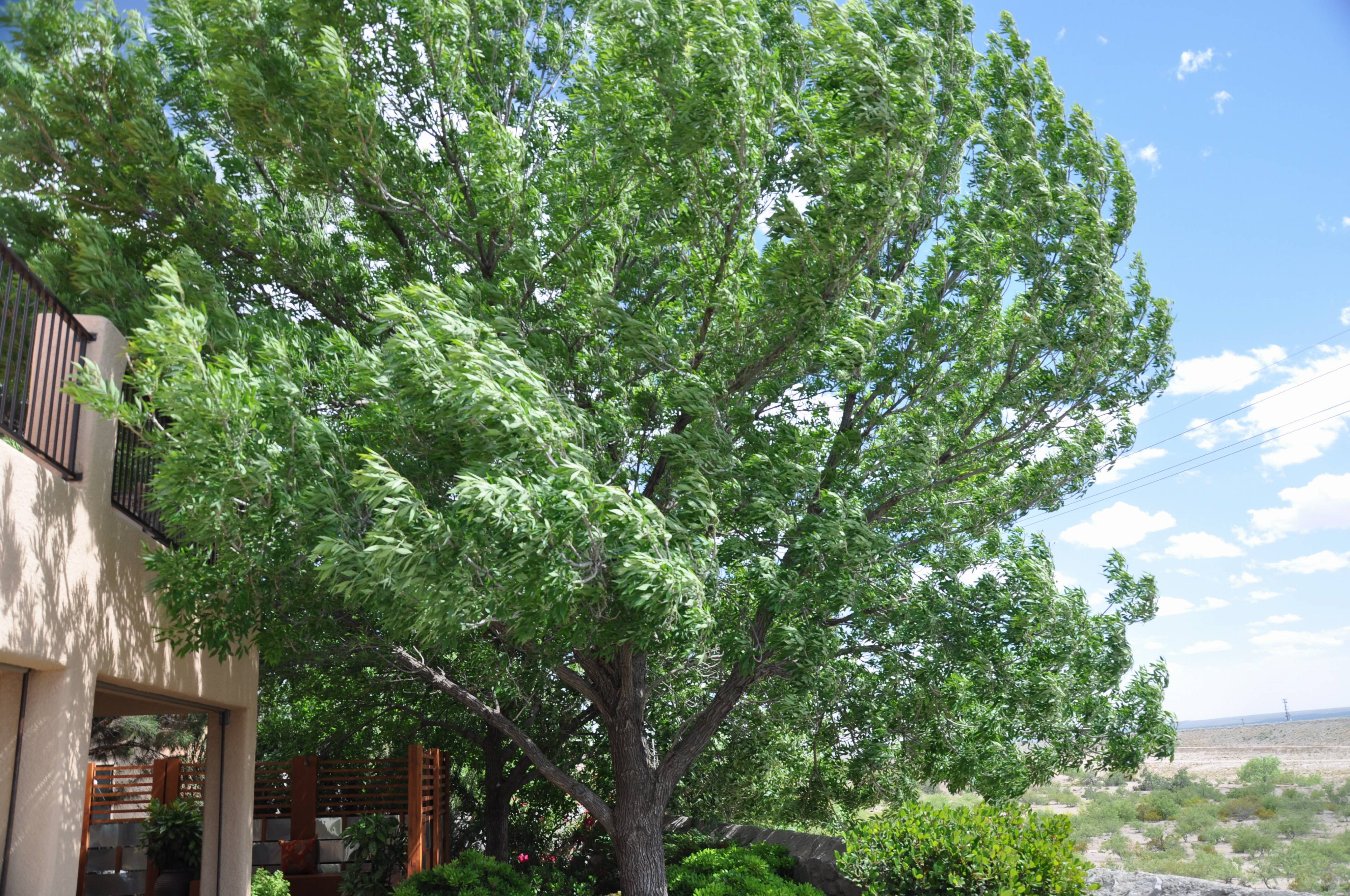 raywood singles Quaint single-story residing on almost one acre with mature trees and lush landscaping comparison of 920 raywood cir, plano, tx 75075 with nearby homes: new $349,500 search popular. raywood singles Quaint single-story residing on almost one acre with mature trees and lush landscaping comparison of 920 raywood cir, plano, tx 75075 with nearby homes: new $349,500 search popular.