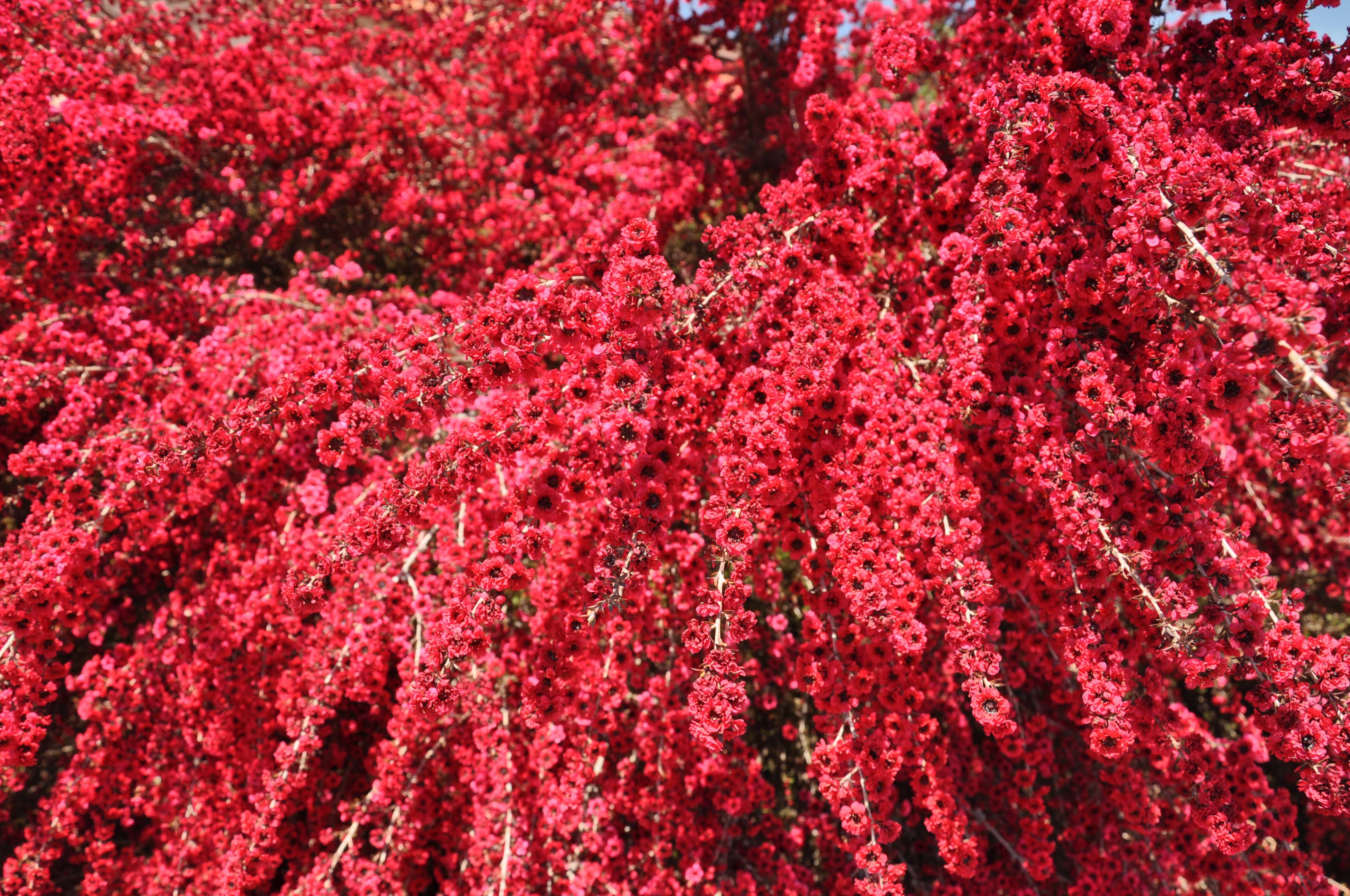 Leptospermum scoparium 'Ruby Glow'