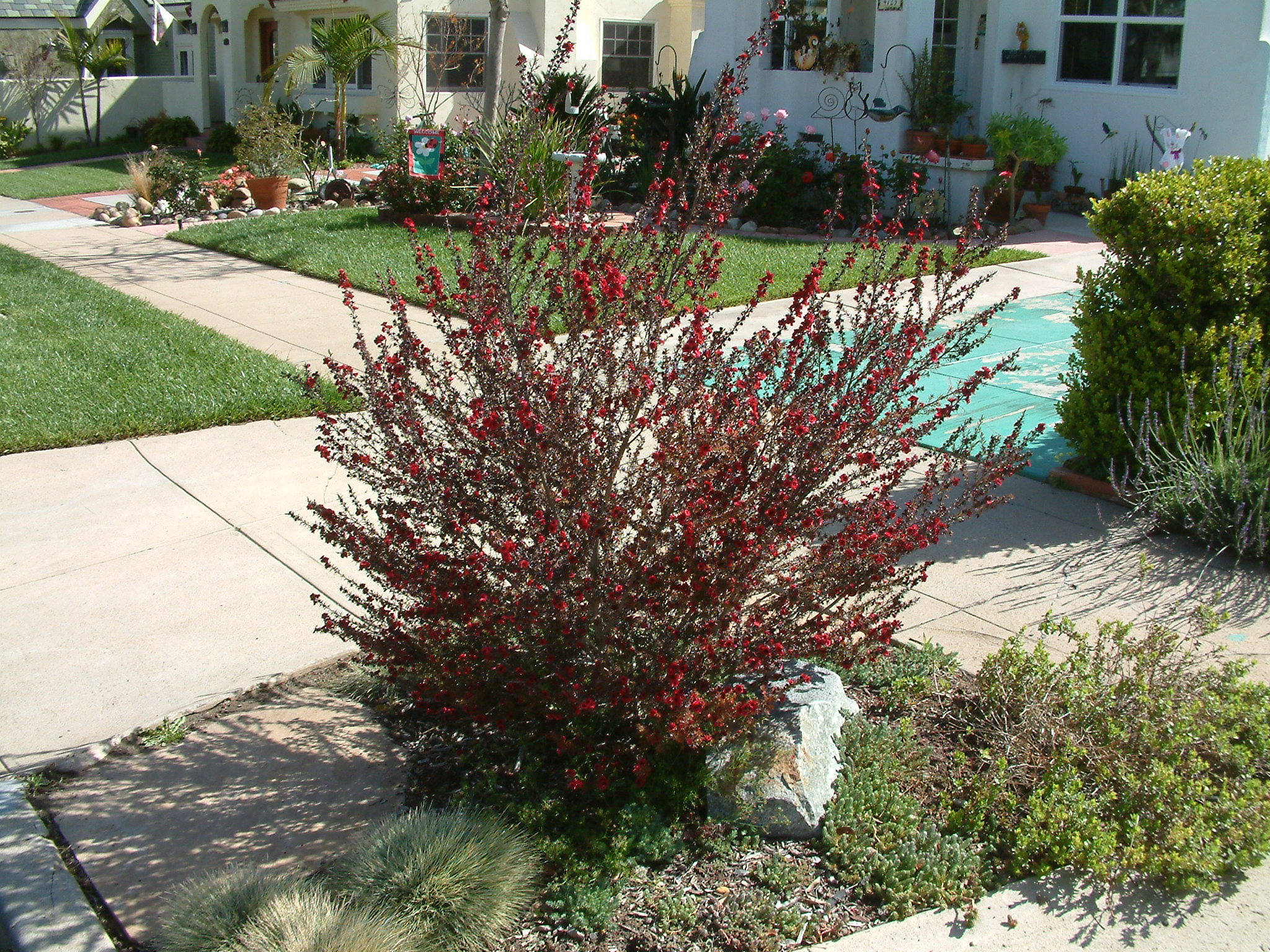 Leptospermum scoparium &lsquo;Ruby Glow&rsquo;