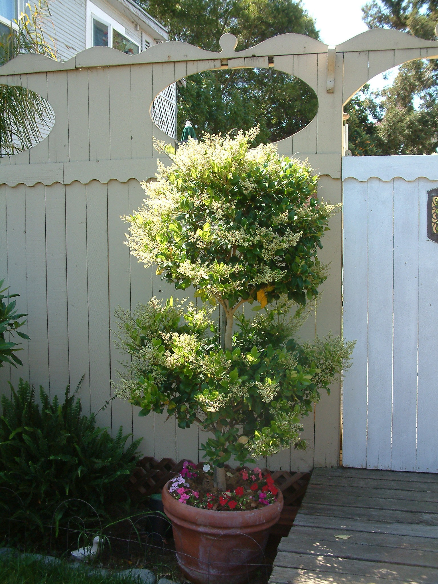 Ligustrum japonicum 'Texanum'