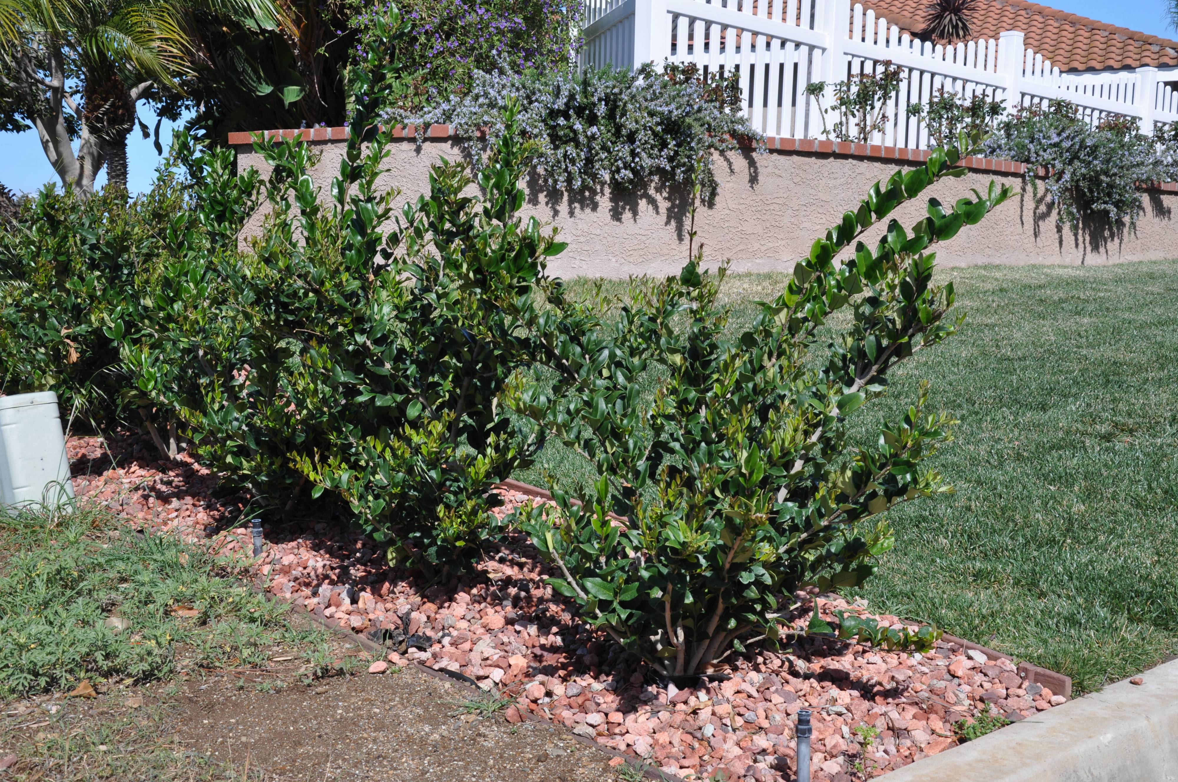 Ligustrum japonicum 'Texanum'