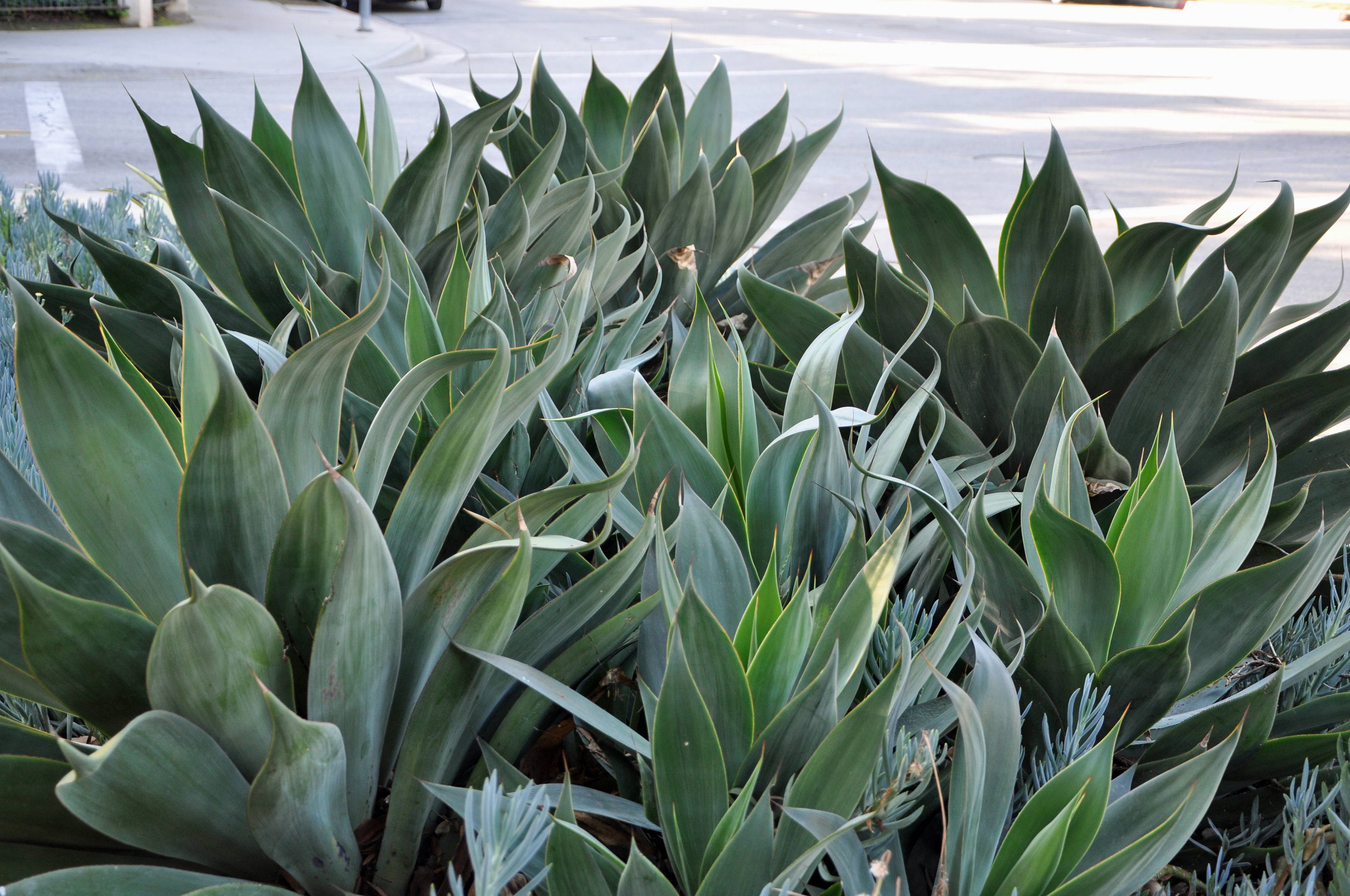 Agave 'Blue Flame'