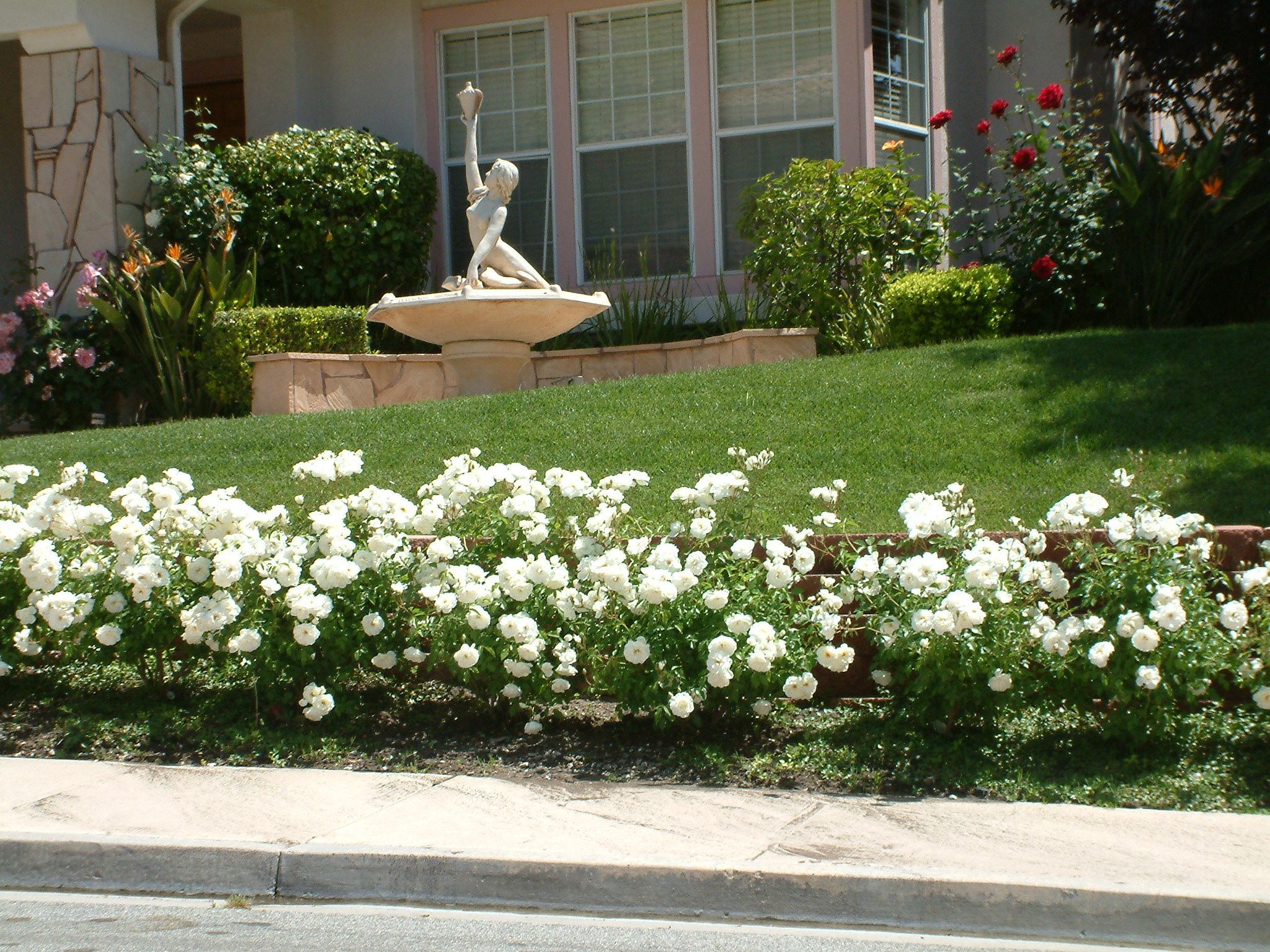 Rosa Flower Carpet White White Flower Carpet Rose Plantmaster