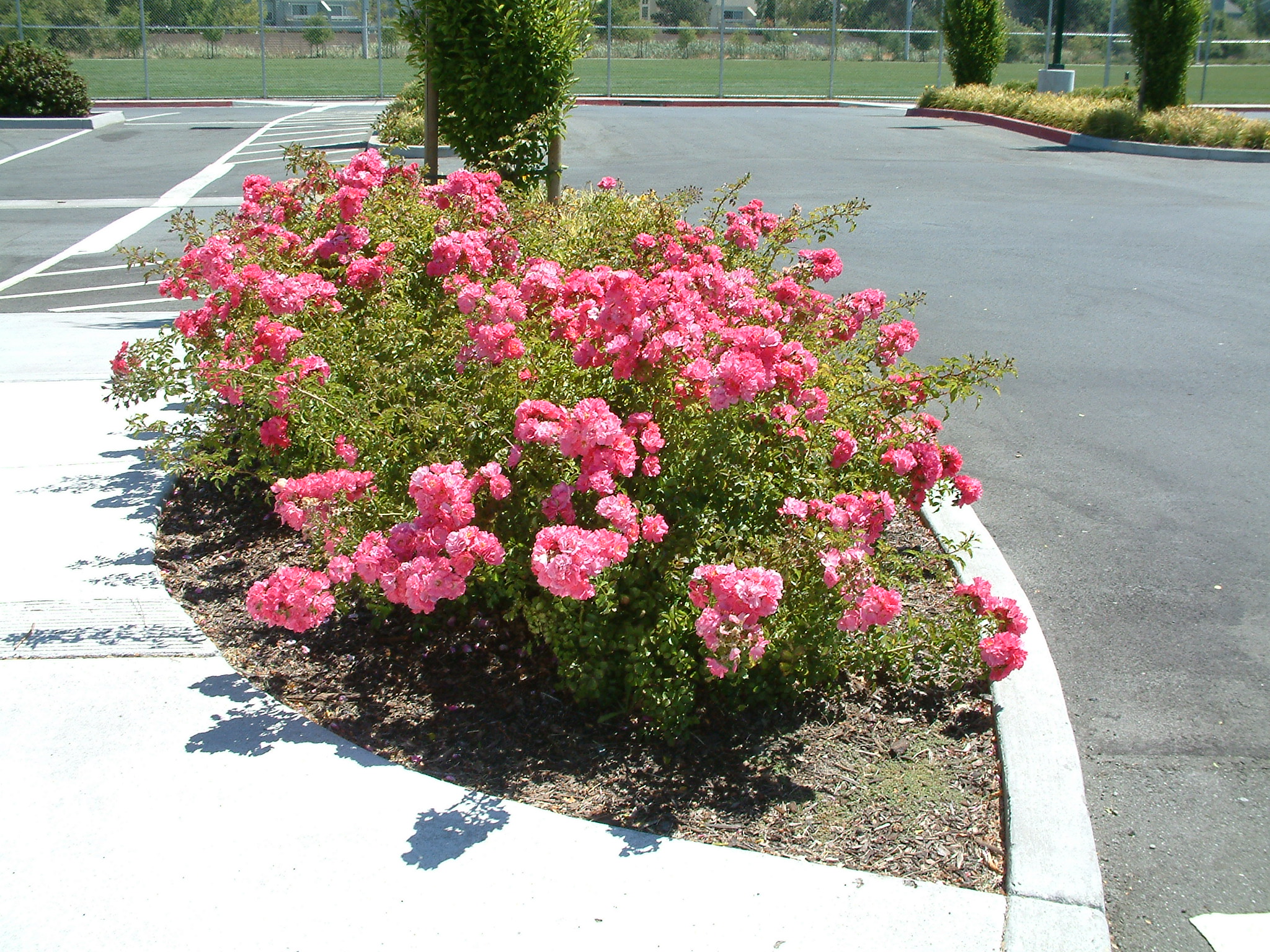 Rosa Flower Carpet Pink