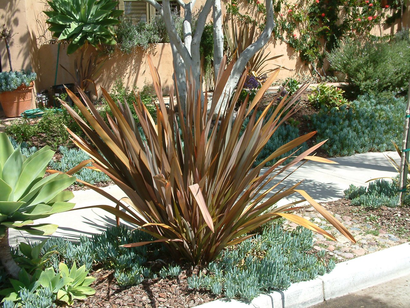 Phormium tenax 'Atropurpureum'