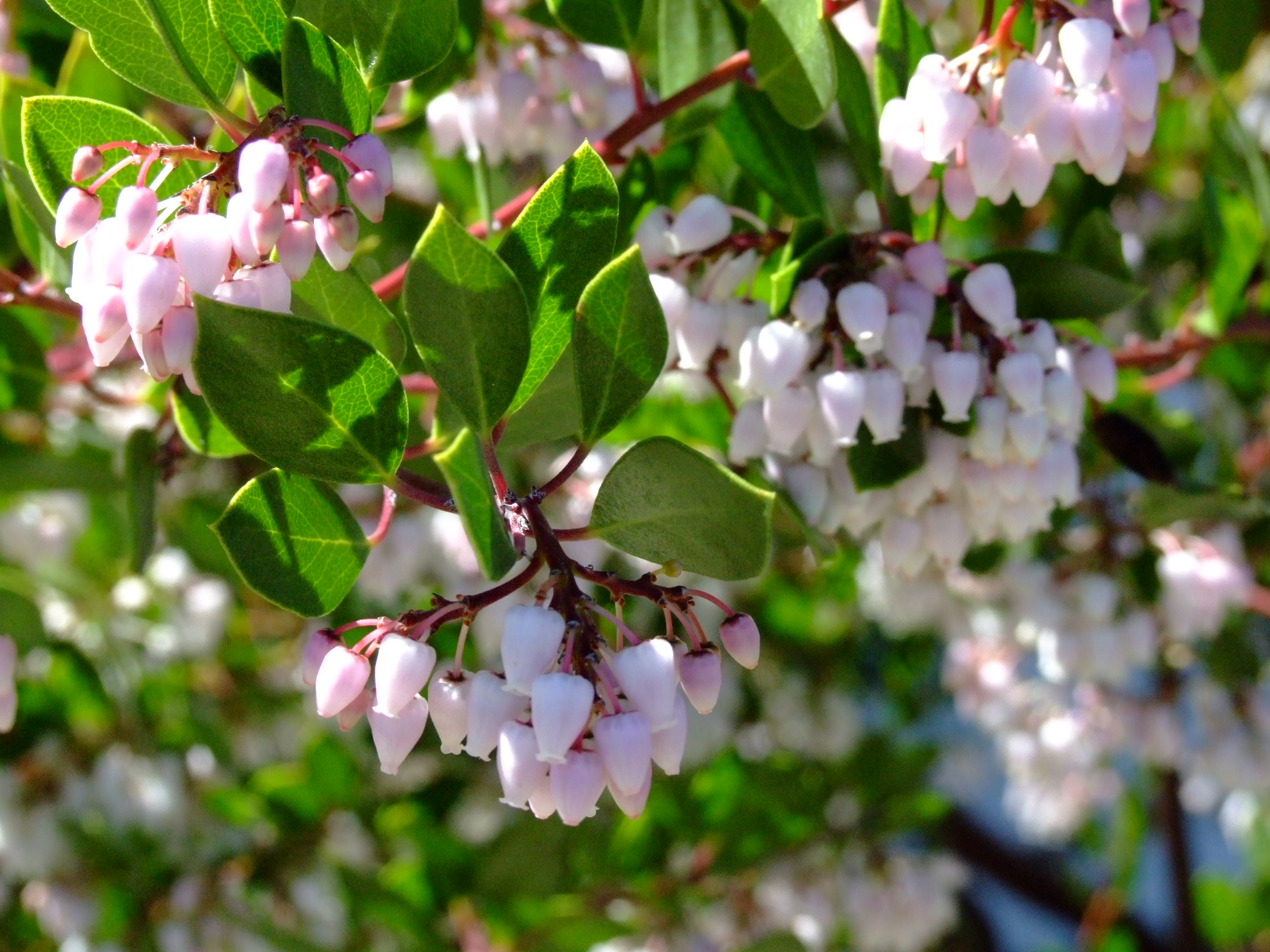 Average Interest Rate >> Arctostaphylos den. 'Howard McMinn' Average Interest Rate >> Arctostaphylos den. 'Howard McMinn'