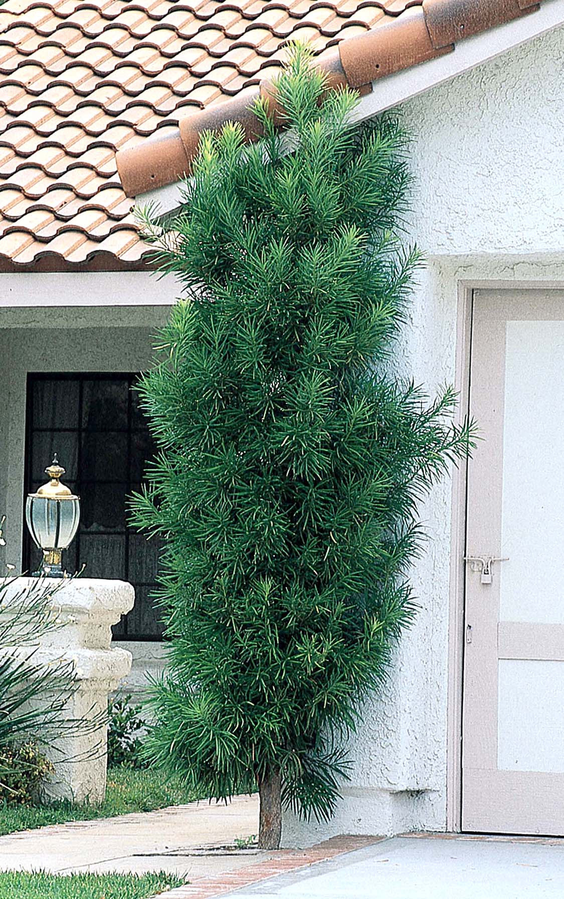 Podocarpus macrophyllus