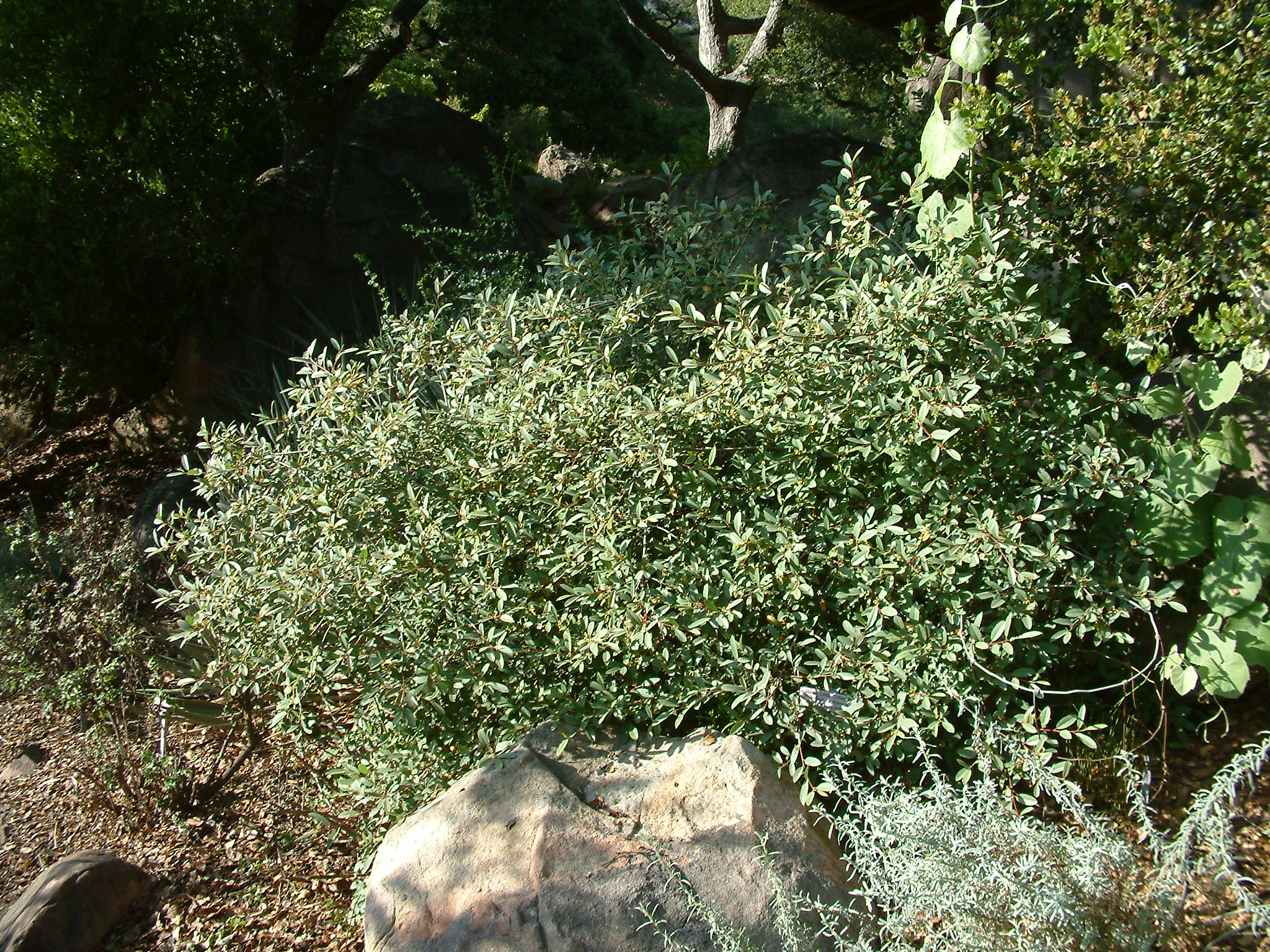 Rhamnus californica