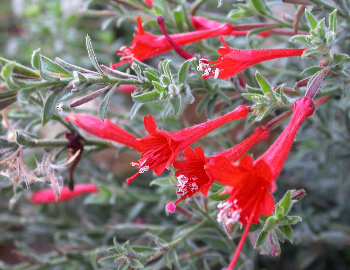 Zauschneria Californica