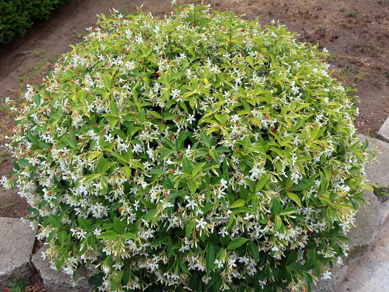 Ground cover Star Jasmine (Trachelospermum jasminoides) Ground cover, Ground cover plants