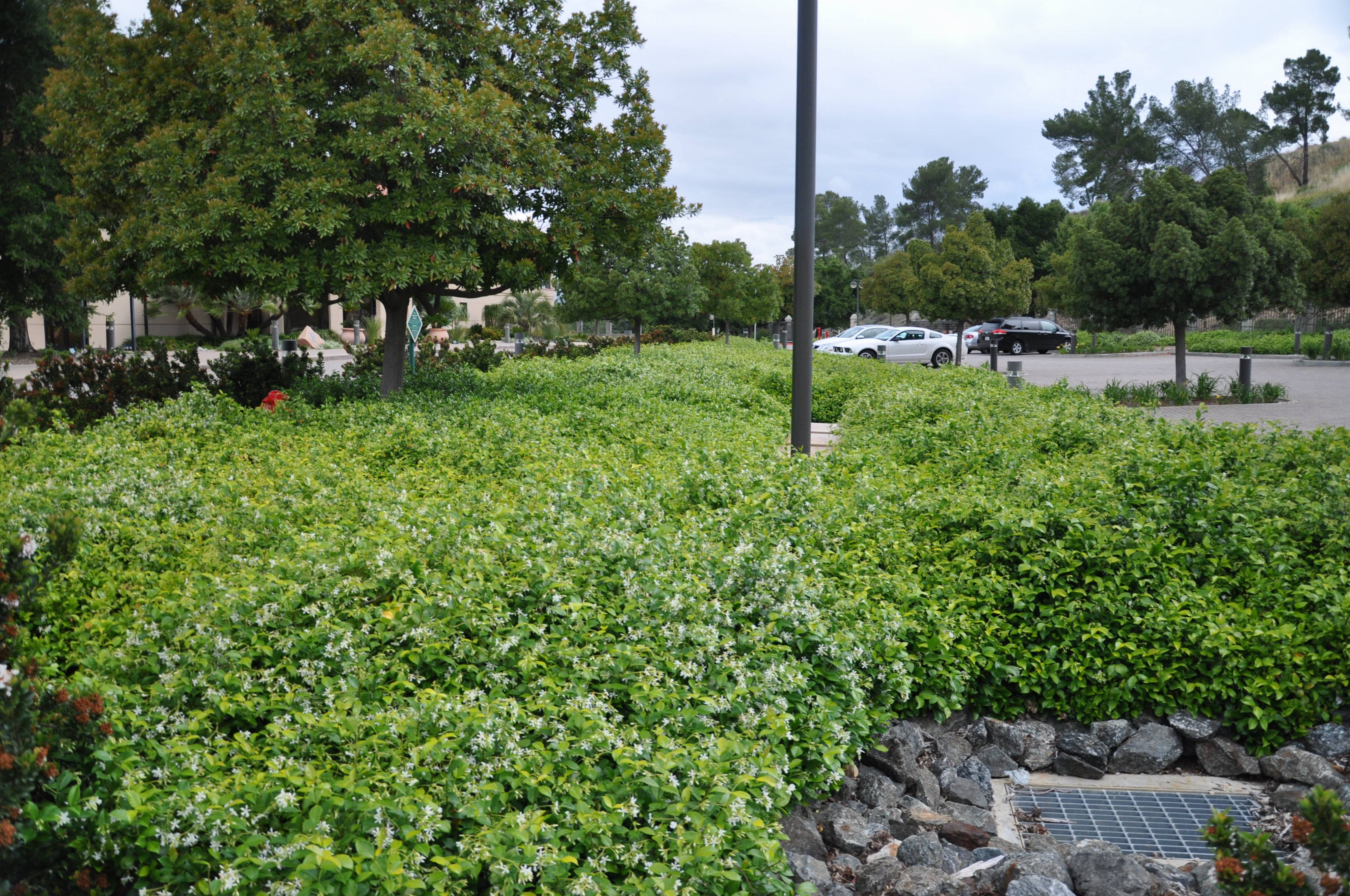 Trachelospermum jasminoides