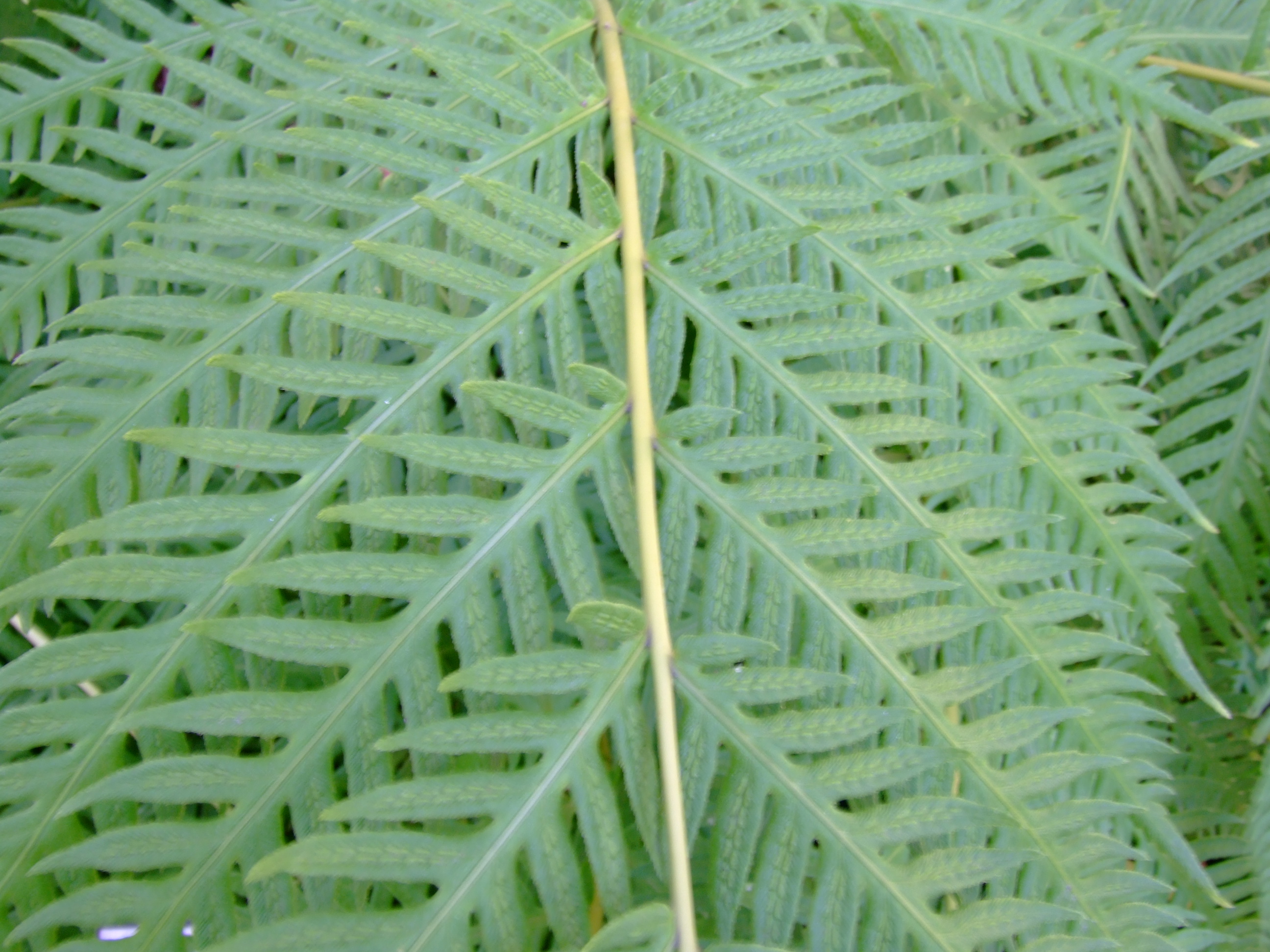 Woodwardia fimbriata