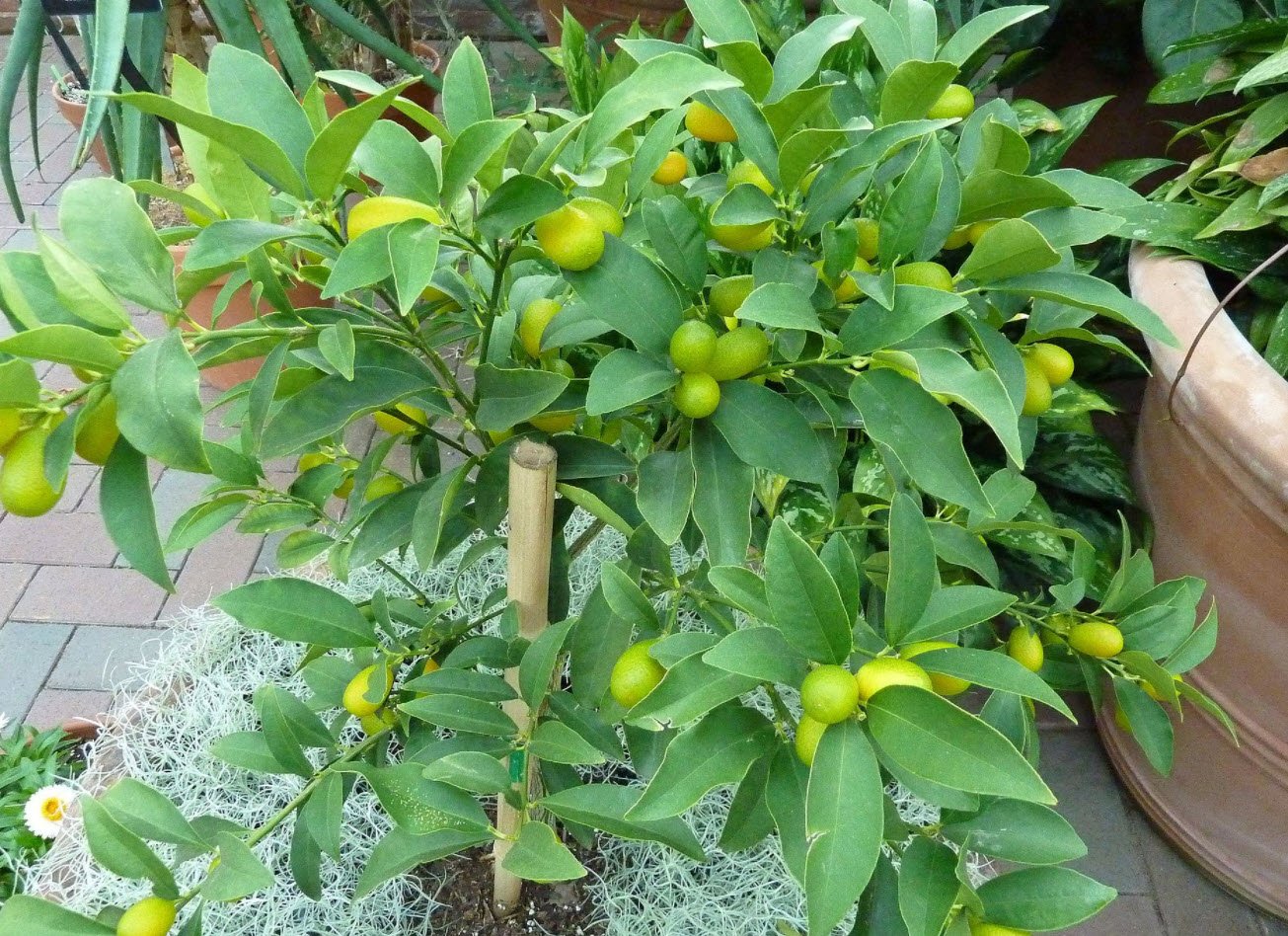 Citrus Dwarf Kumquat