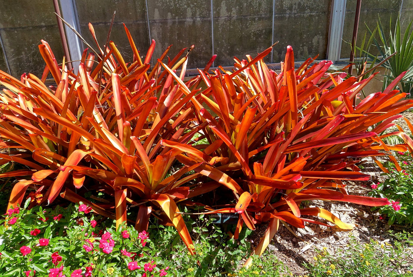 Aechmea blanchetiana 'Orange'