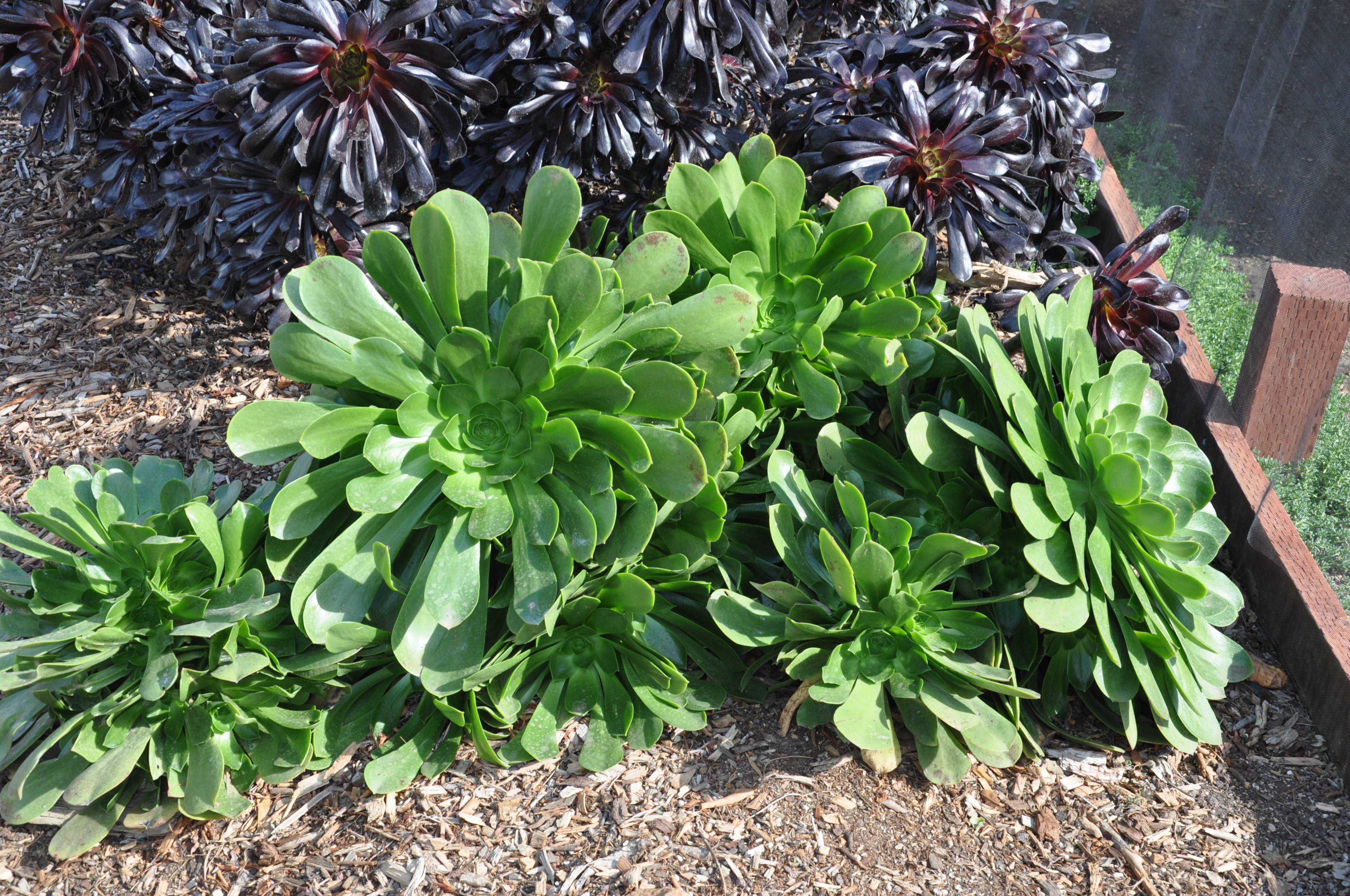 Aeonium urbicum ‘Salad Bowl’