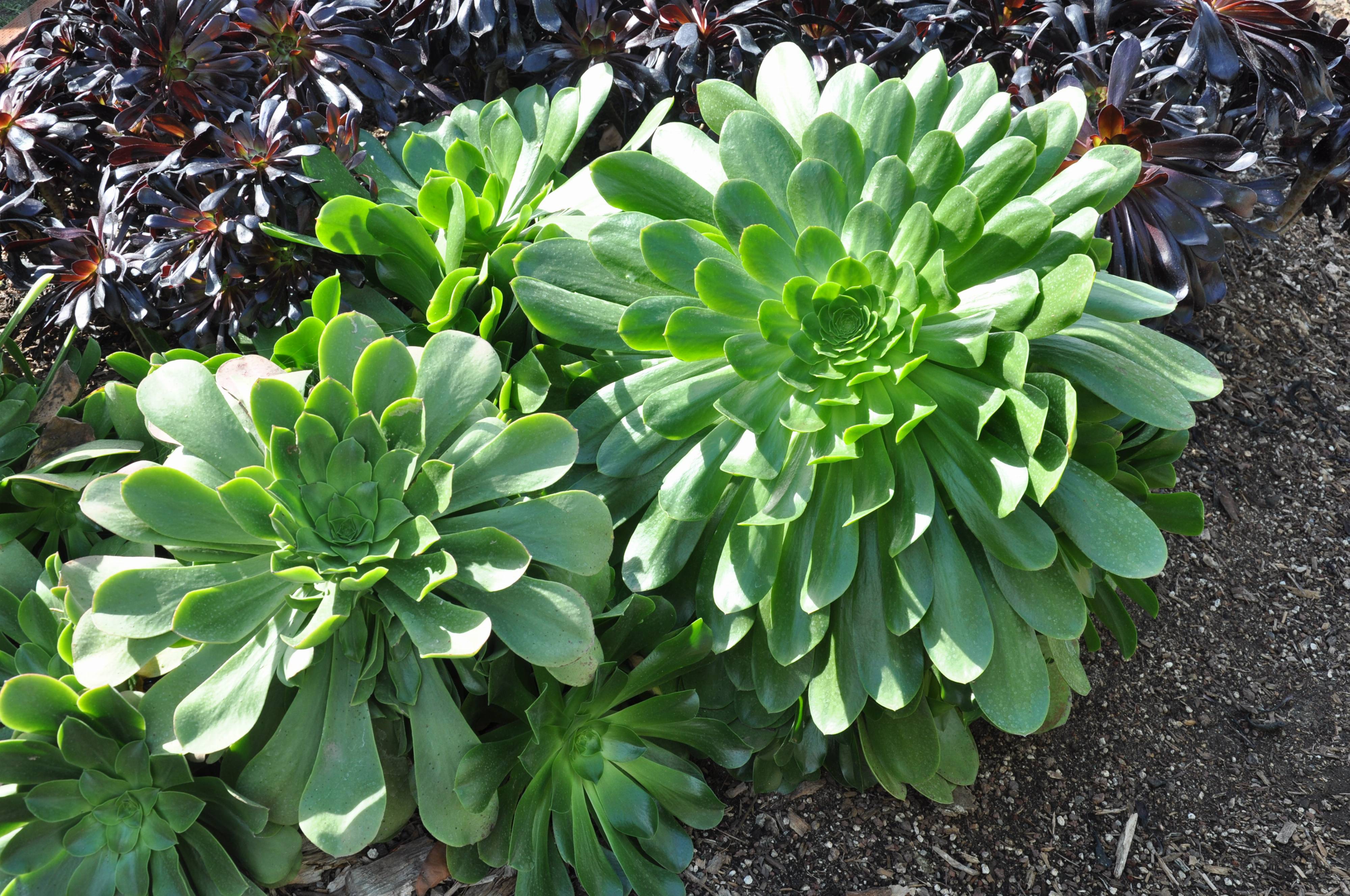 Aeonium urbicum ‘Salad Bowl’