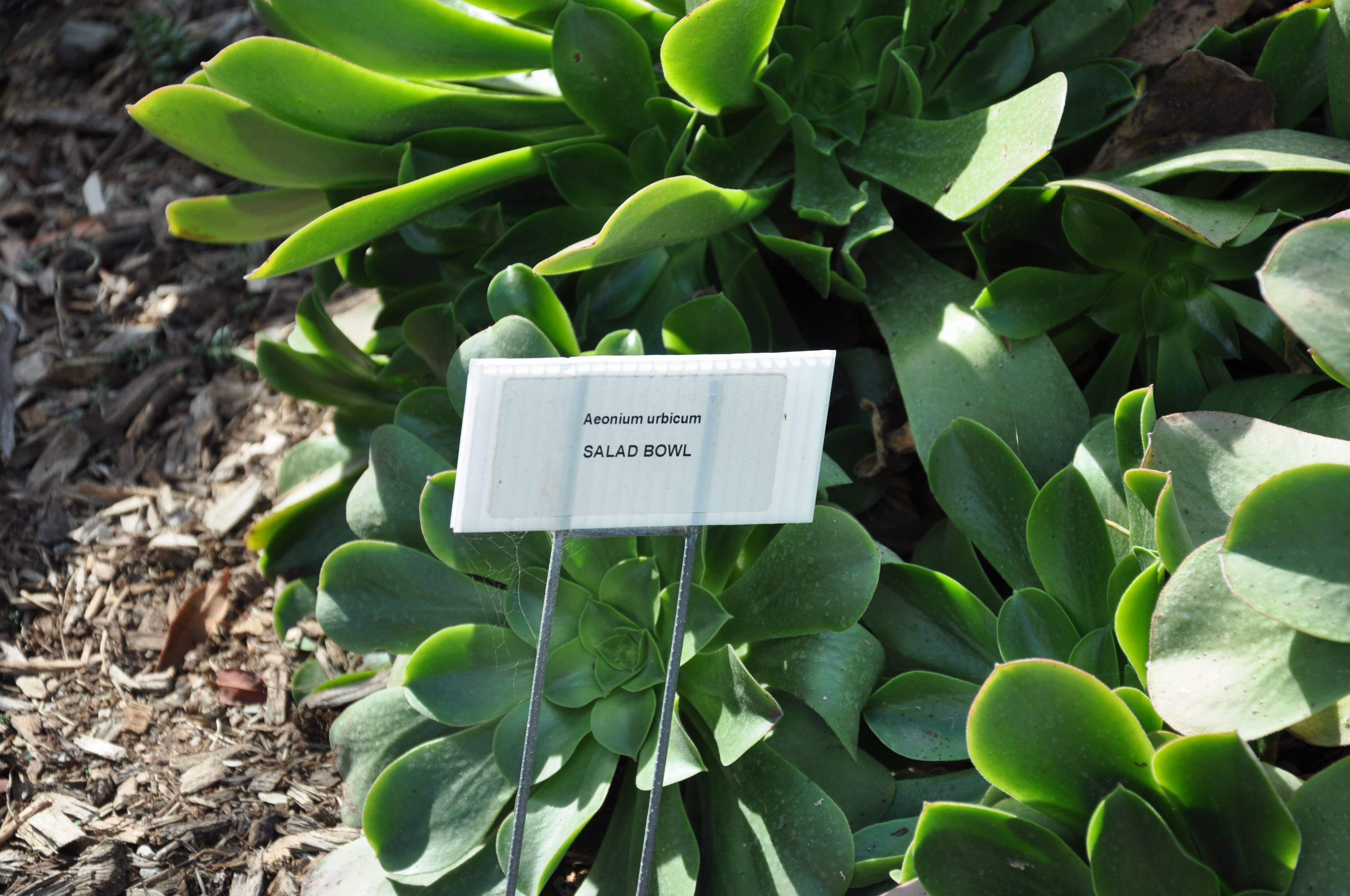 Aeonium urbicum ‘Salad Bowl’