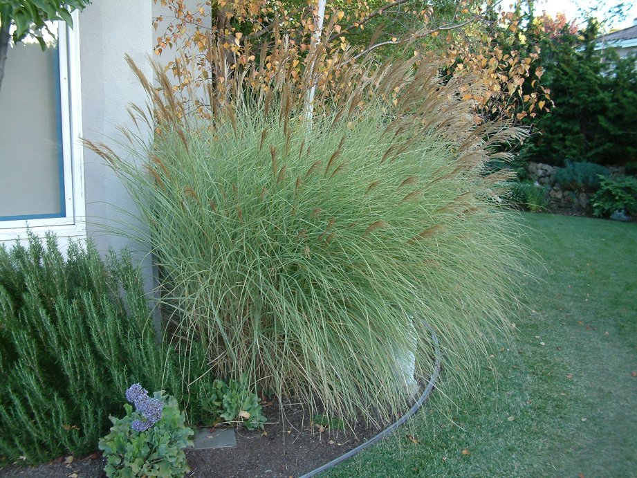 Miscanthus sinensis �Morning Light�