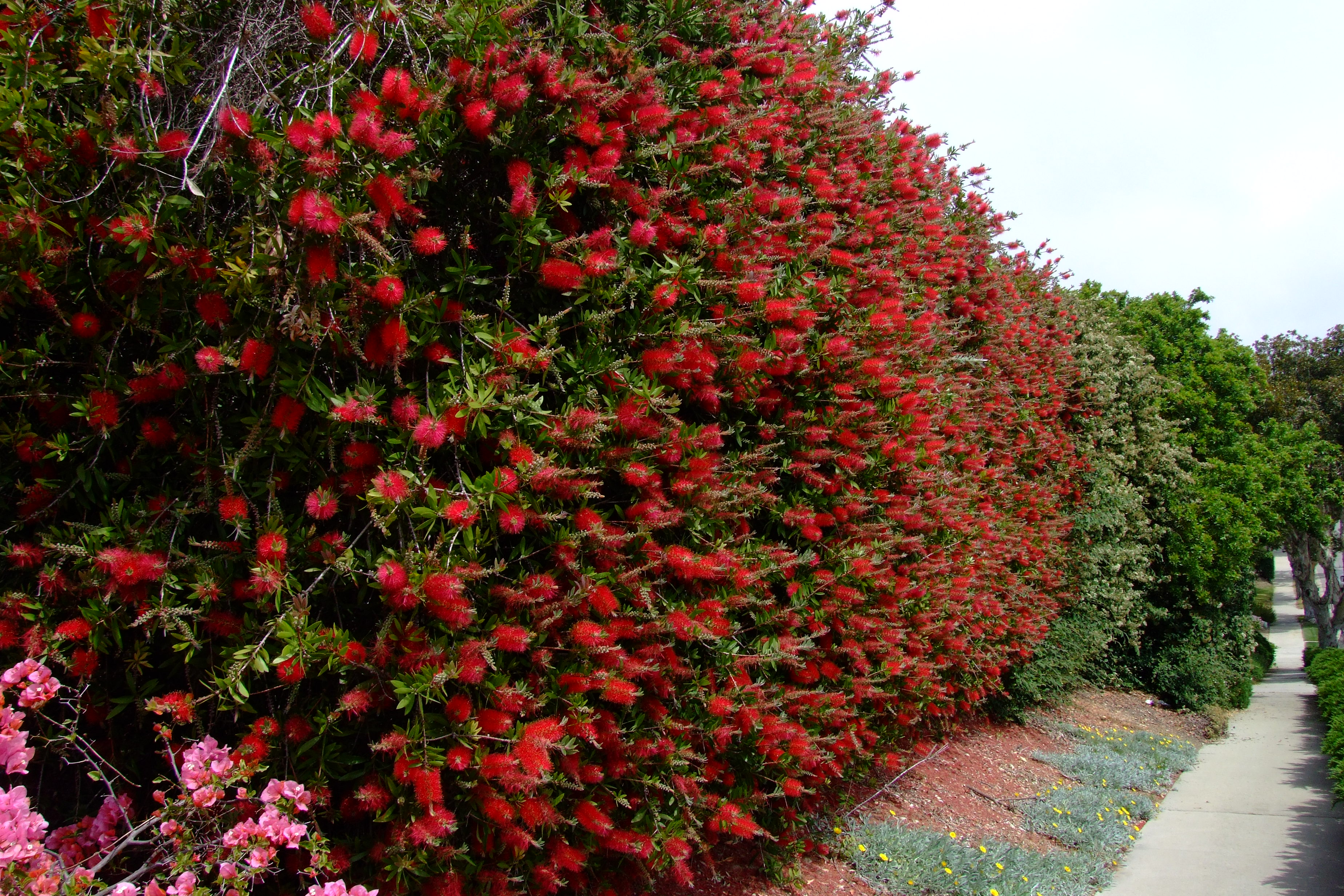 privacy shrub