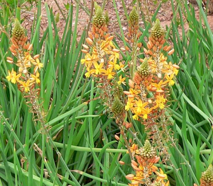 Bulbine frutescens ‘Tiny Tangerine™’