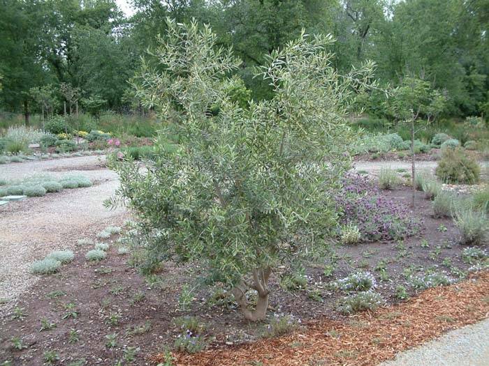 olea europaea swan hill olea europaea swan hill