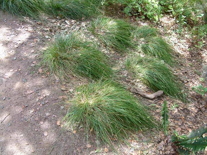 Carex divulsa