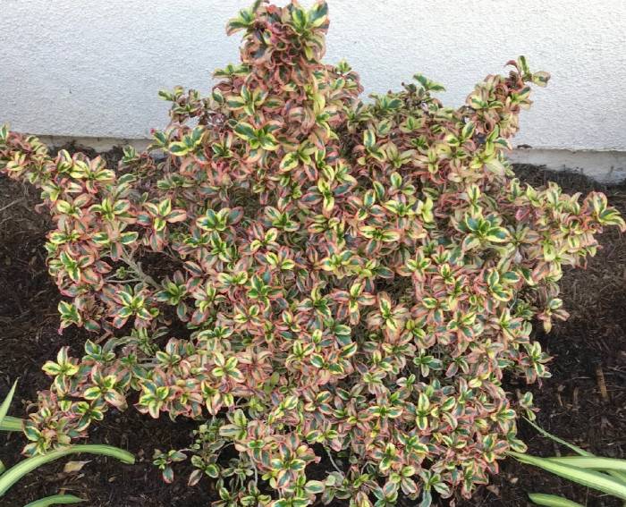 Shared Plant Project Information