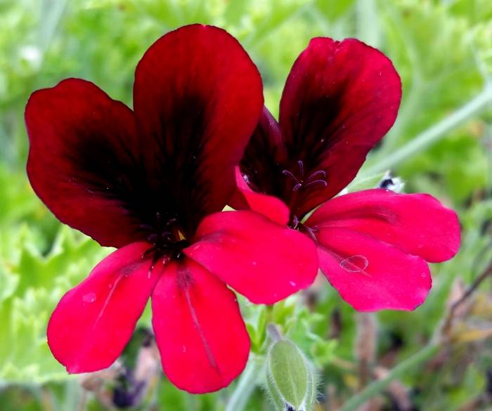 Pelargonium 'Queen of Hearts'