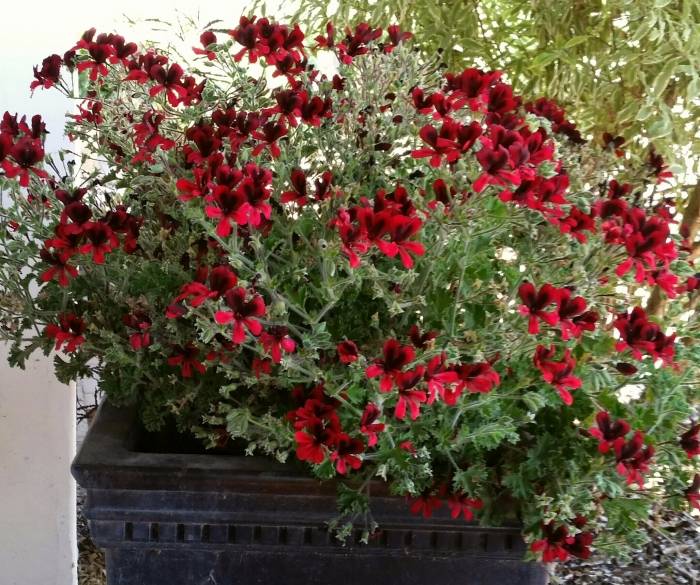 Pelargonium 'Queen of Hearts'