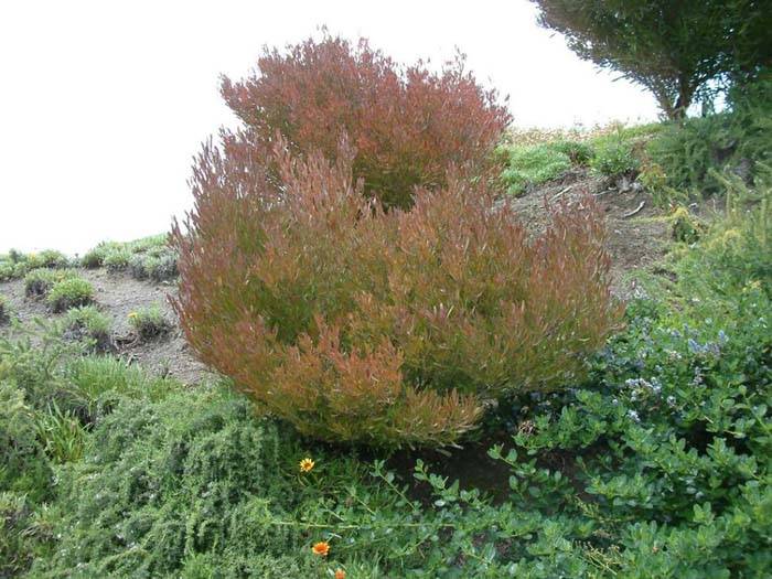 Average Interest Rate >> Dodonaea viscosa 'Purpurea' Average Interest Rate >> Dodonaea viscosa 'Purpurea'