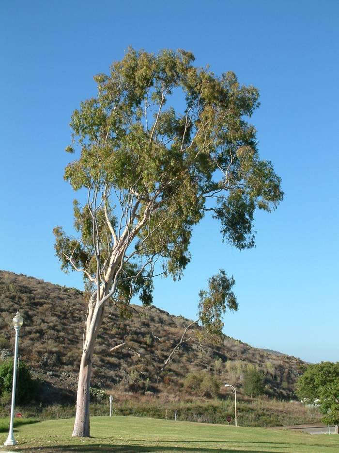Eucalyptus citriodora