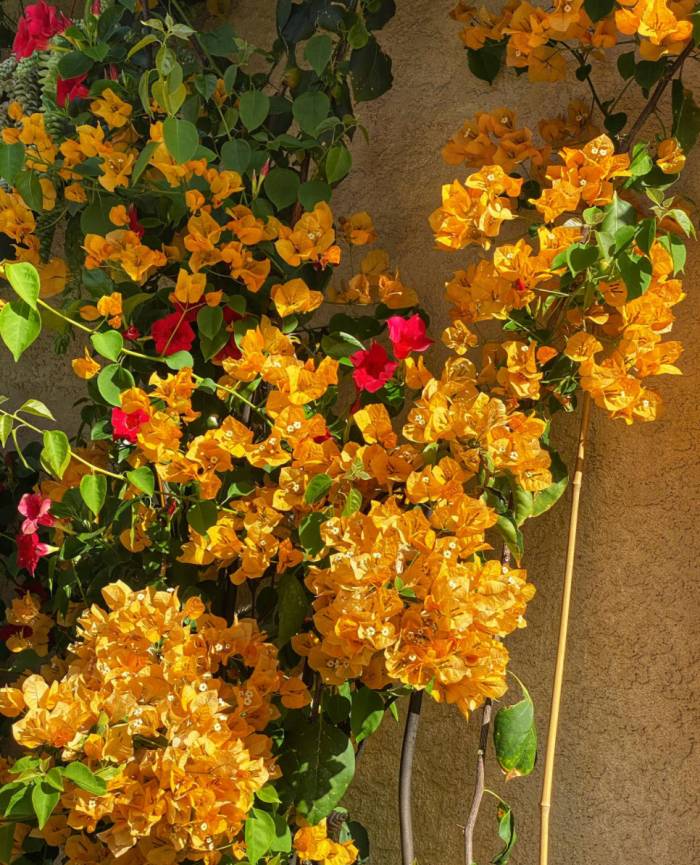 Bougainvillea 'California Gold'