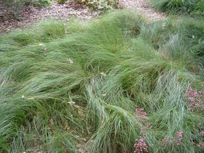 Carex praegracilis