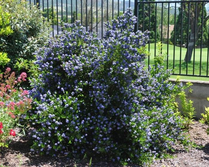 Ceanothus Dark Star / PlantFiles Pictures Ceanothus, California Lilac 