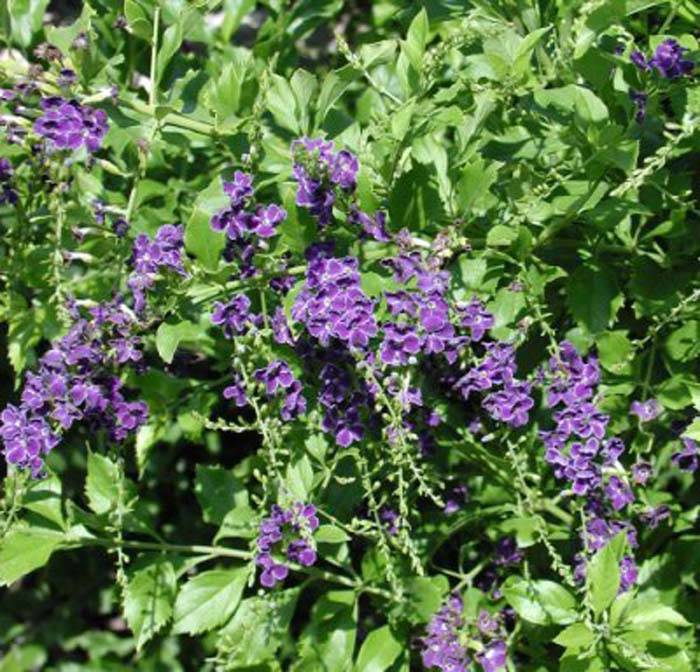 Duranta erecta 'Sweet Memory'