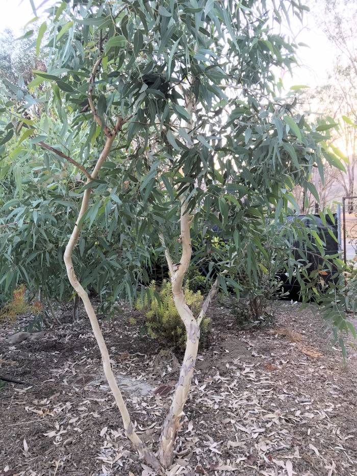 Eucalyptus victrix