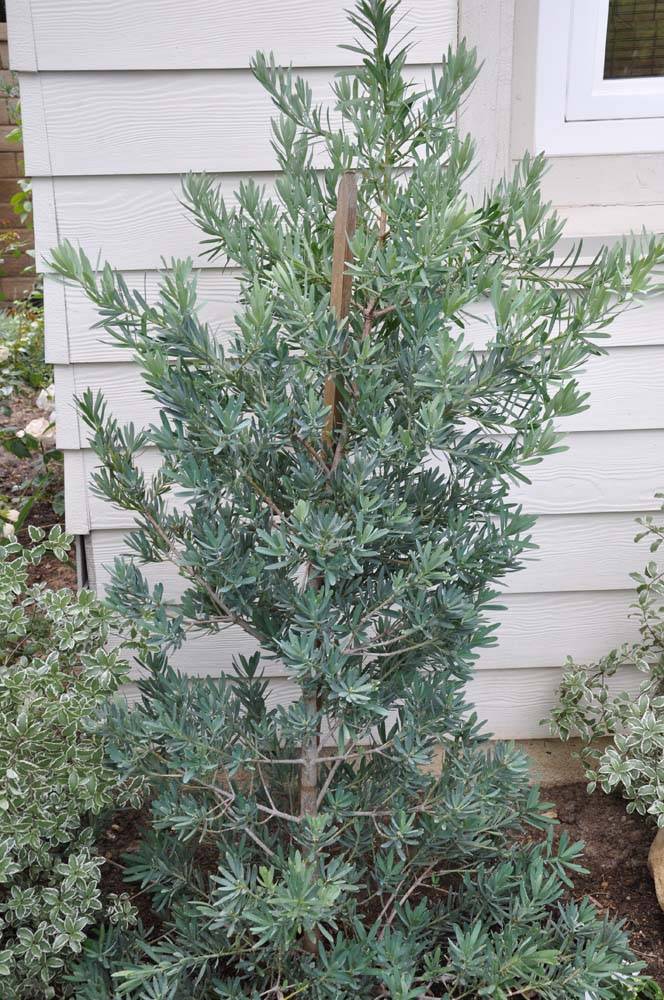 Podocarpus elongatus 'Monmal'