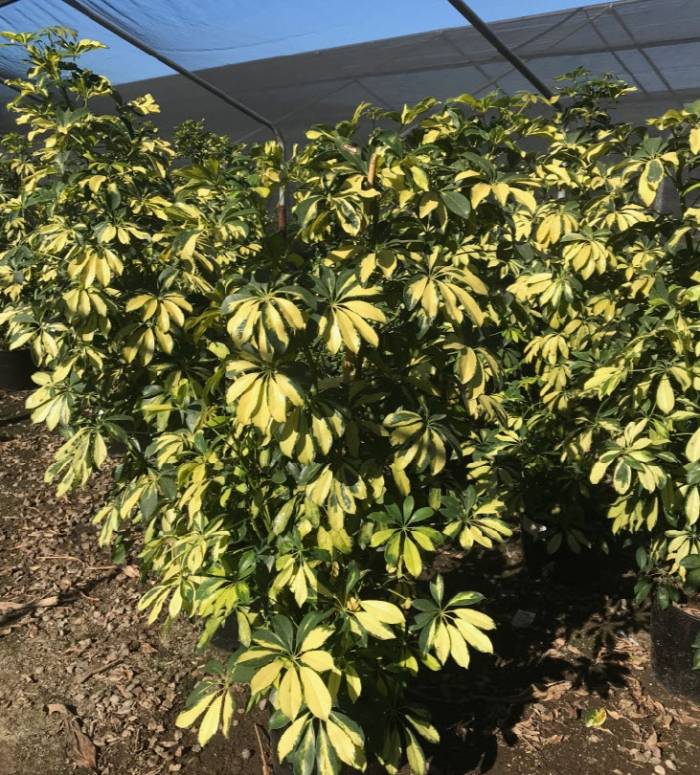 Schefflera Arboricola Variegata