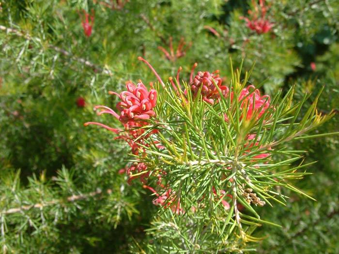 Grevillea 'Noellii'