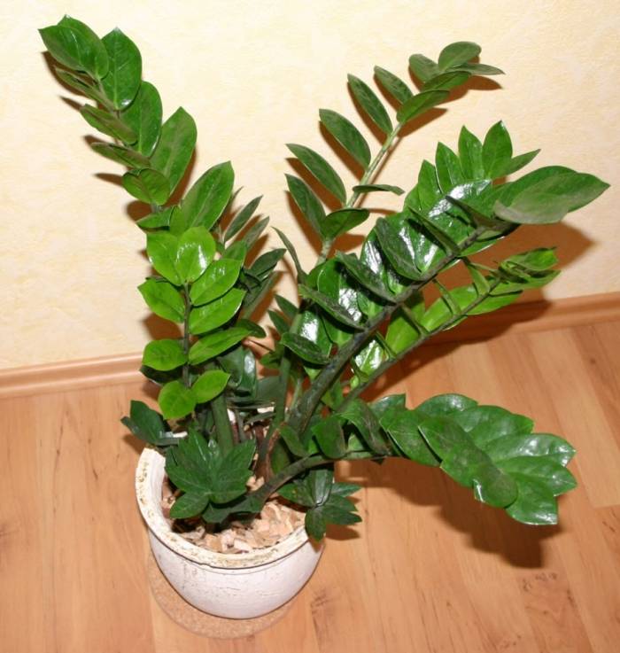 Shared Plant Project Information