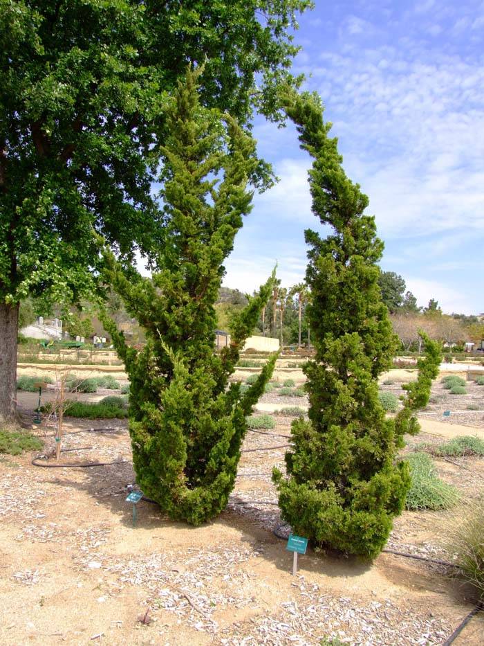 Average Interest Rate >> Juniperus chinensis 'Kaizuka' Average Interest Rate >> Juniperus chinensis 'Kaizuka'