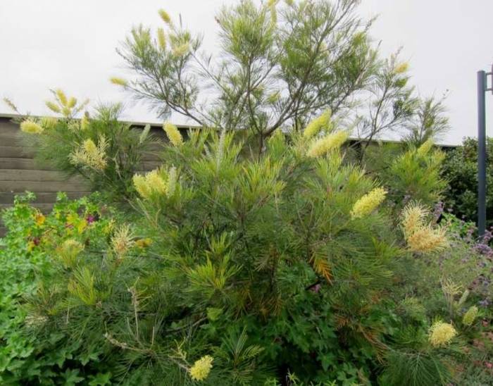 Hort63 2020 Wk5 Soquel Nursery Growers Plants