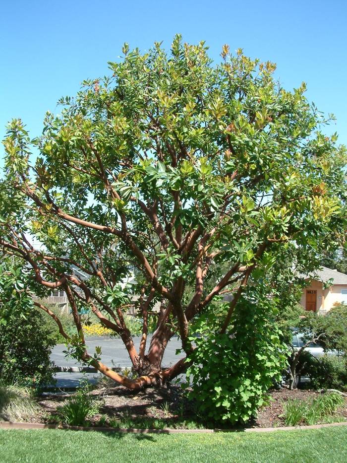 Arbutus menziesii