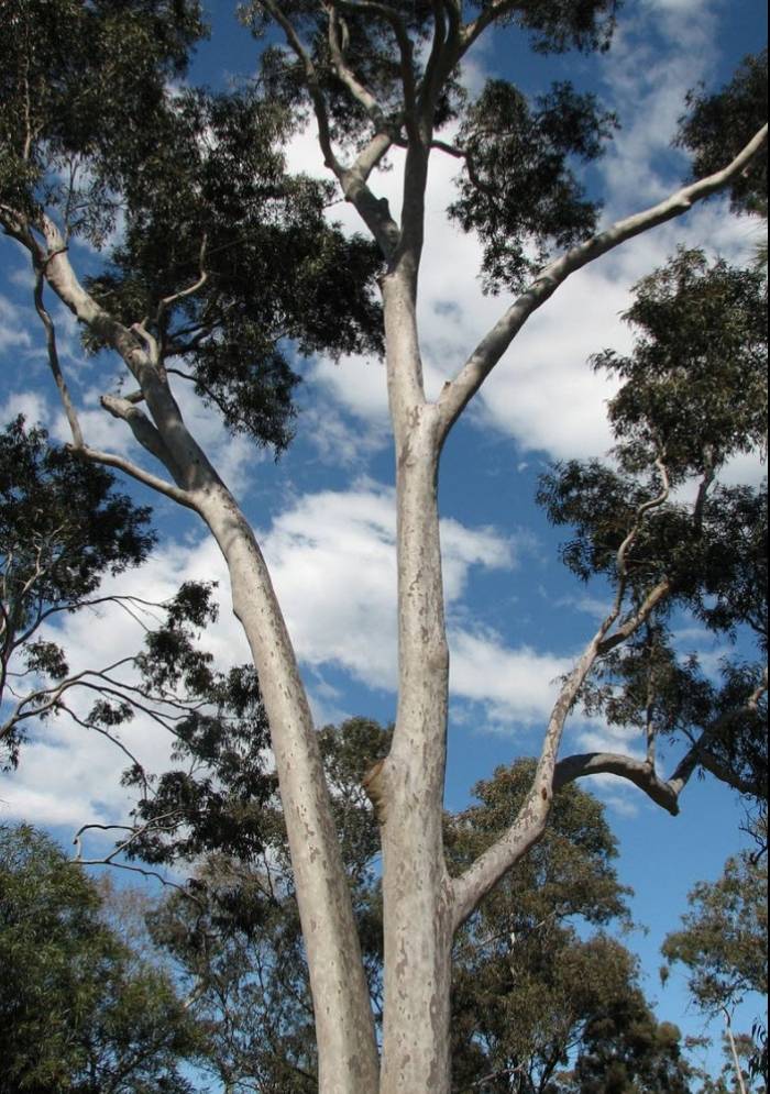 Eucalyptus maculata