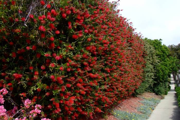Callistemon Citrinus